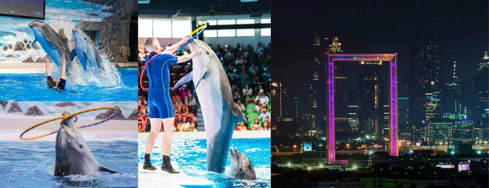 Combo- Dubai Frame & Dolphin & Seal Show, Dubai