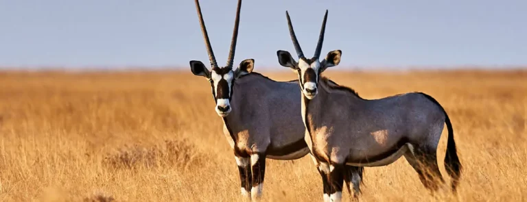 Dubai Safari Park 768x295