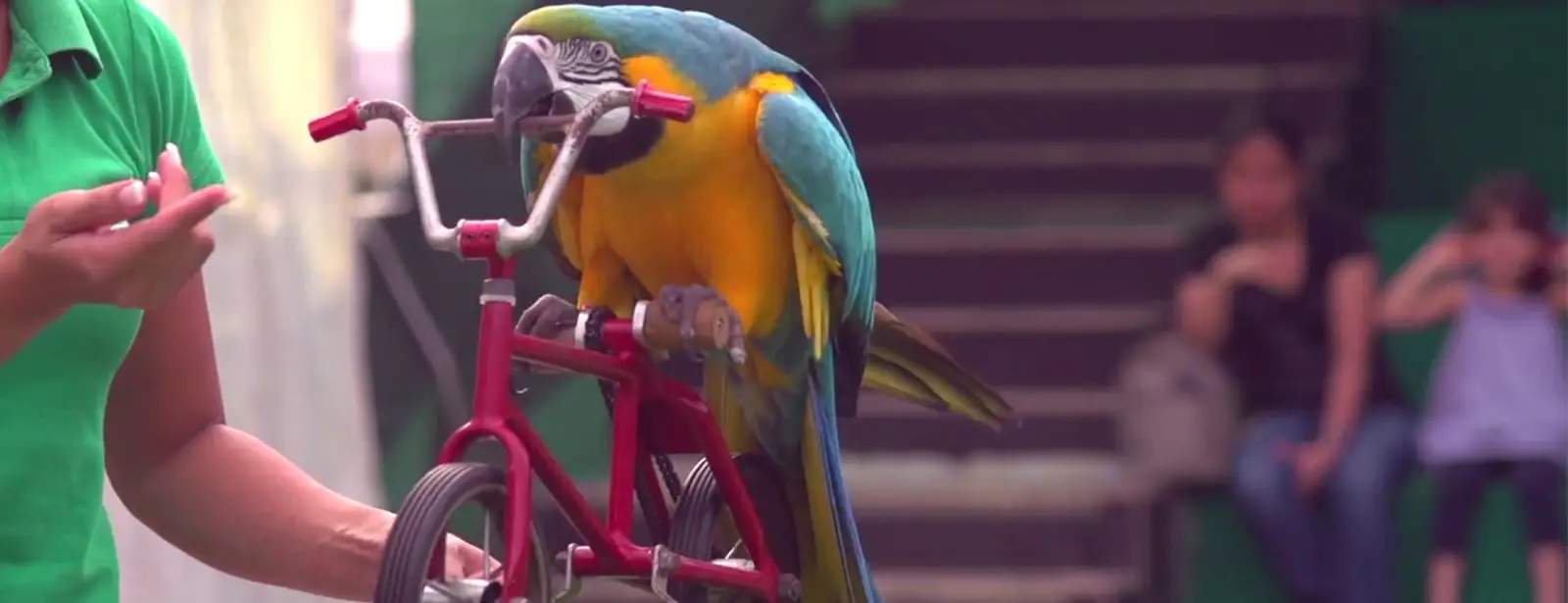 Exotic Bird Show at Dubai Dolphinarium