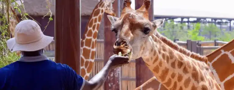 Dubai Safari Park: Explore Wildlife, Dubai Dubai Safari Park: Explore Wildlife, Dubai