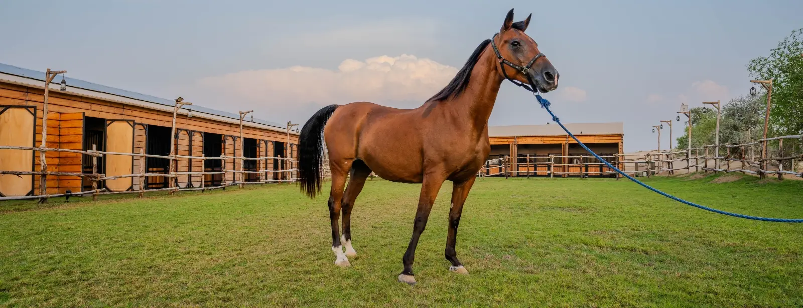 Horse Riding at Al Marmoom Oasis With Transfer Dubai 1