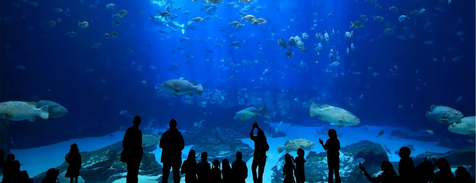 Aquarium Ticket & Shuttle, Istanbul