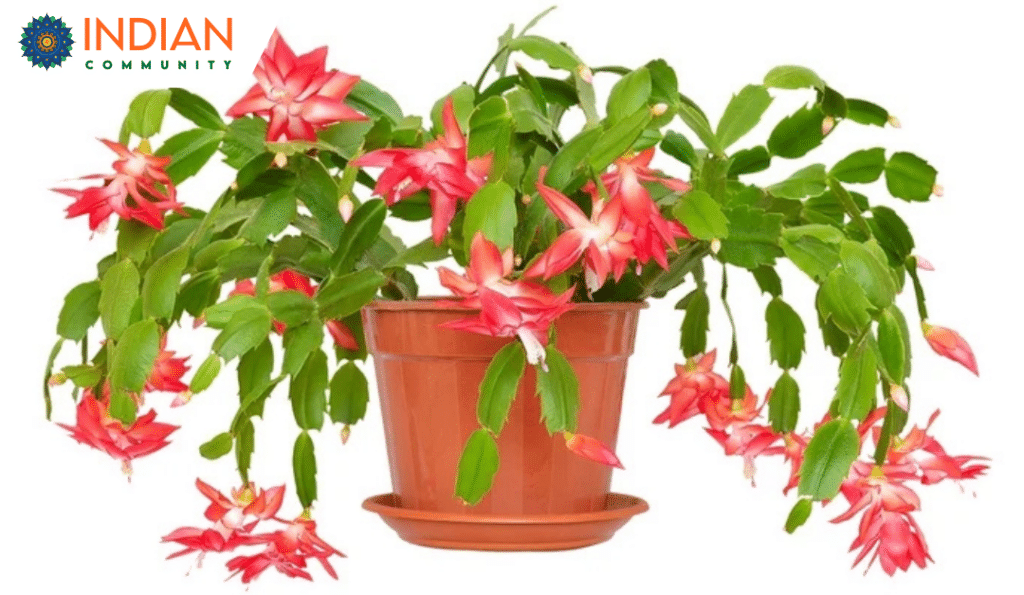 Are Christmas Cactus Poisonous to Cats and Dogs