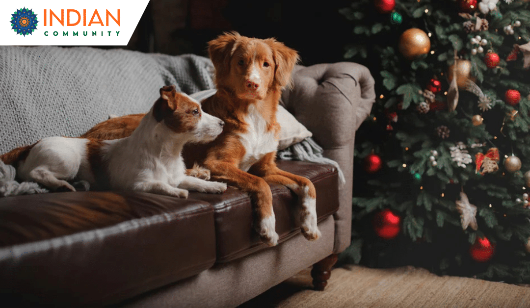 Are Christmas Trees Toxic to Cats and Dogs