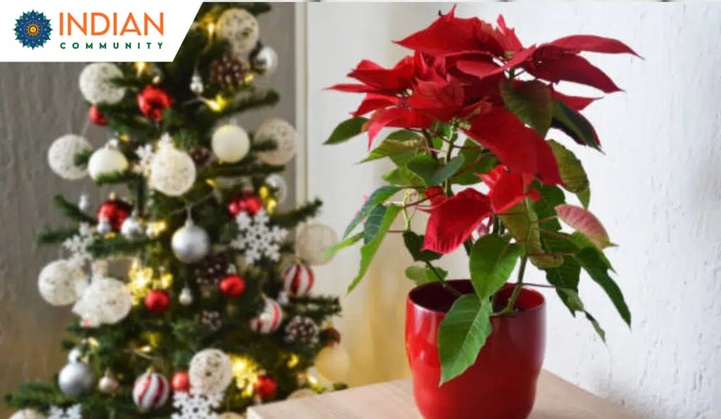 Are Christmas Cactus Poisonous for Dogs: Essential Guide