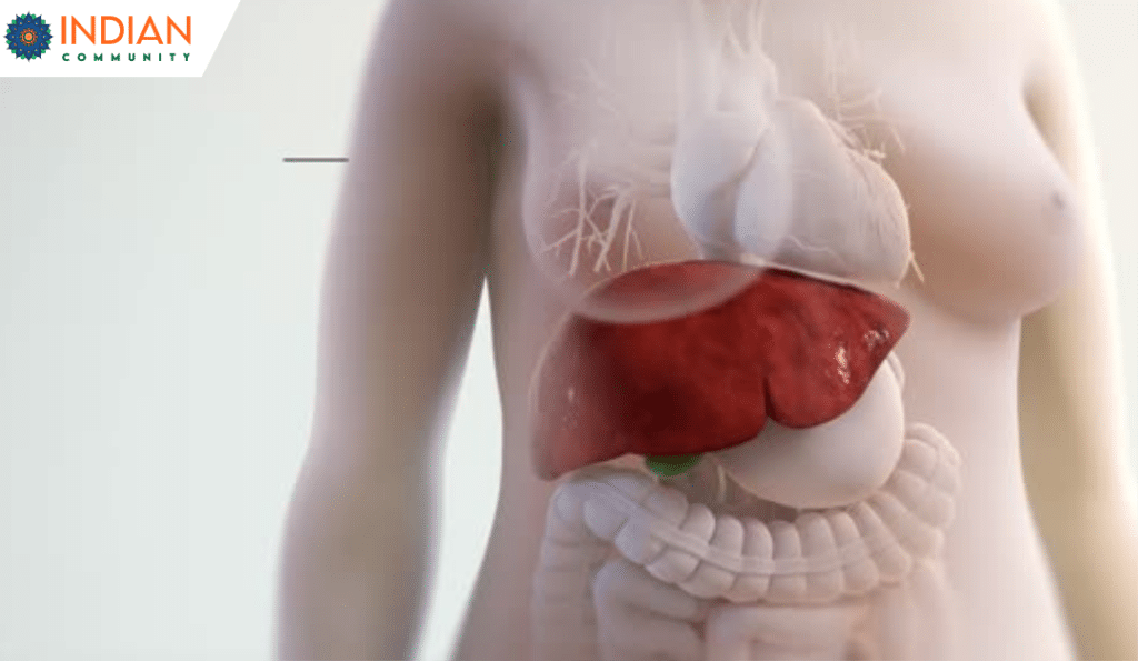 a medical illustration focusing on the liver and surrounding organs within the human torso.