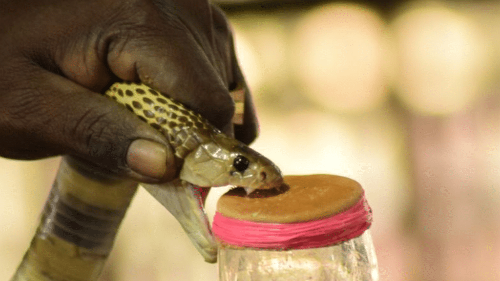 How This Tamil Nadu Tribal Community Has Made a Business Out of Snake Venom