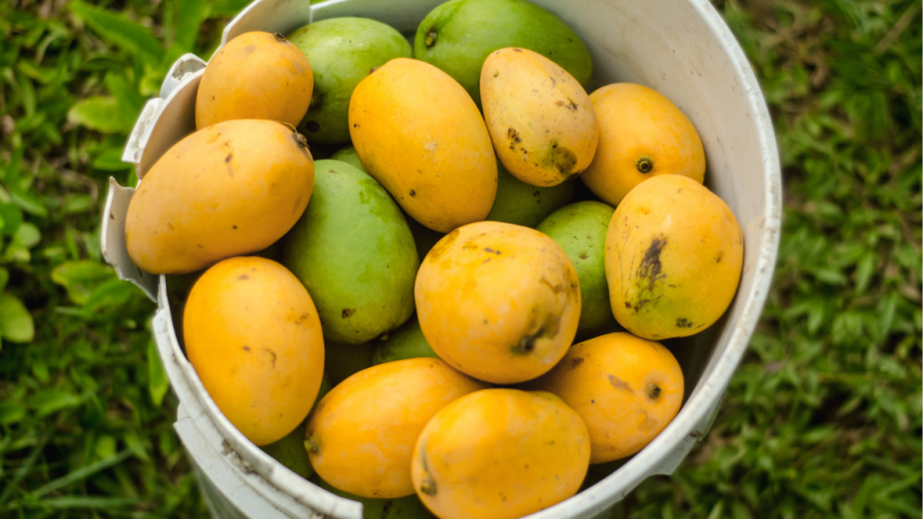 How to check mangoes are carbide free