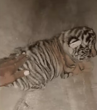 FIR filed after man touches tiger cubs at Rajasthan’s Ranthambore National Park