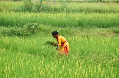 TN showcases agricultural growth under CM Stalin’s Dravidian model government