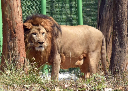 16th census confirms 891 Asiatic lions across 11 districts of Gujarat