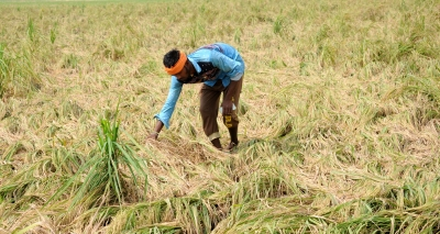 TN farmers demand compensation for crop loss after unseasonal rain
