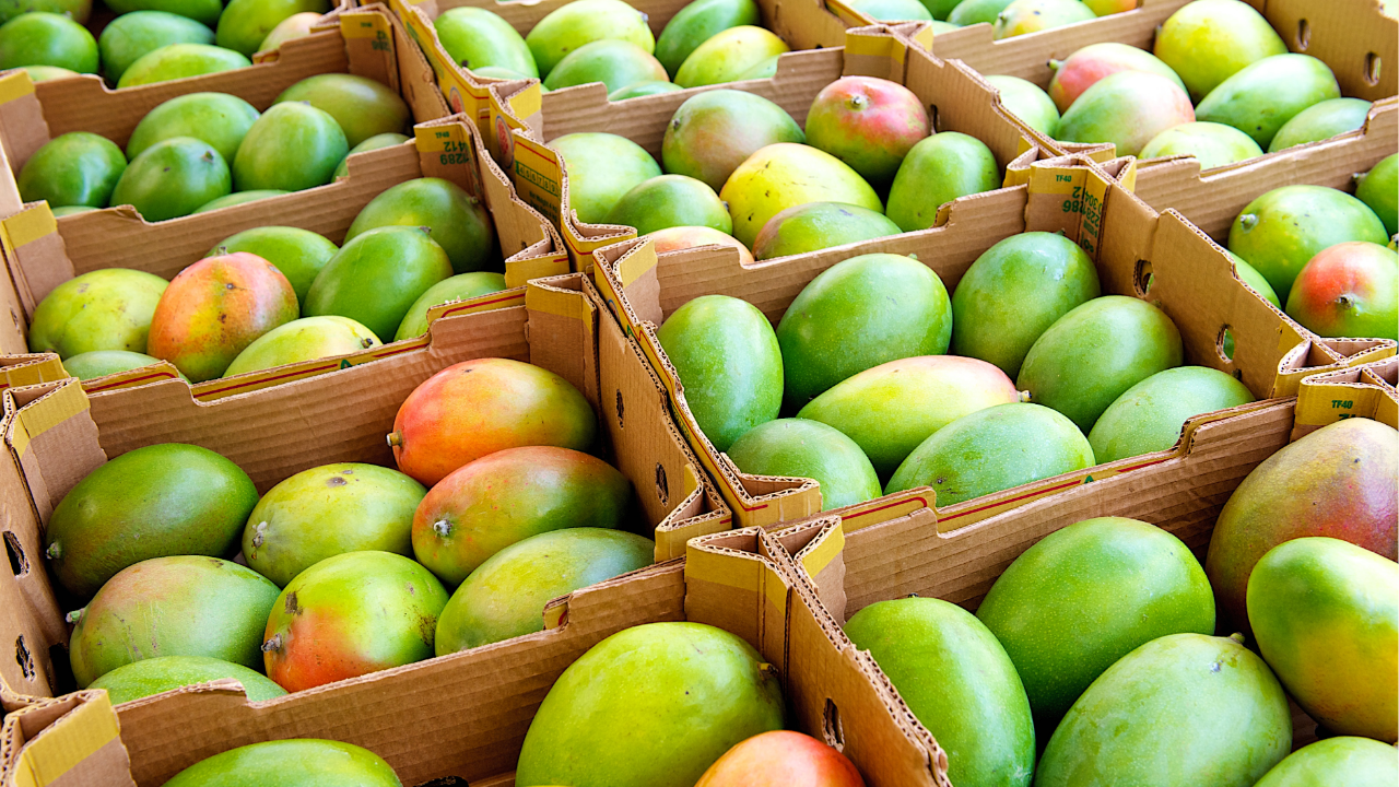 US Rejects 15 Indian Mango Shipments Over Documentation Errors, Exporters Suffer $500,000 Loss