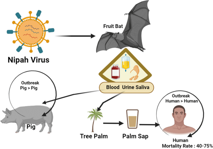 Nipah Virus in India: What's Really Happening in West Bengal – Facts vs Fear 1 Nipah Virus process