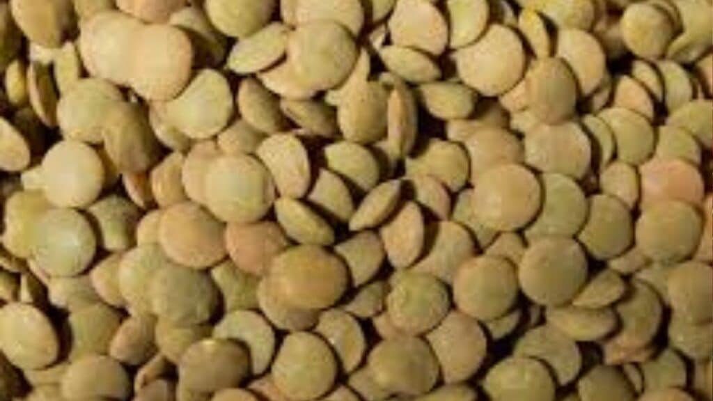 Brown or green lentils