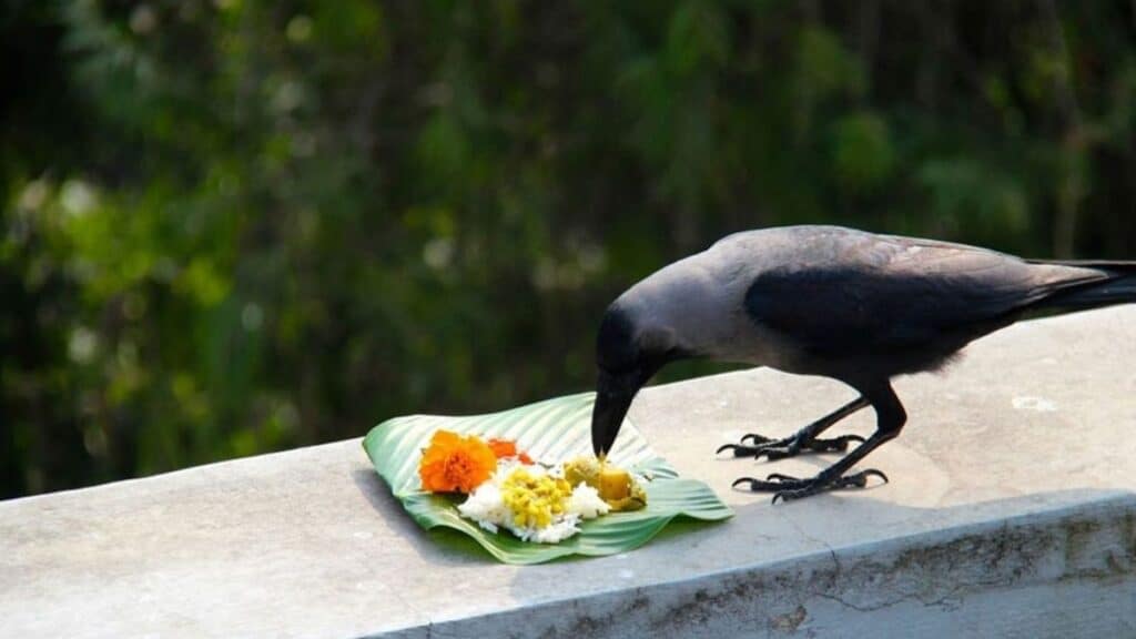 pitru paksha festival